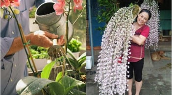 2 loại nước Hoa Lan thích “uống” nhất, tưới vào hoa nở tua tủa như suối