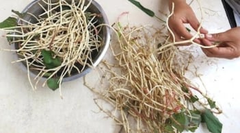 Rễ loại cây này quý ngang nhân sâm, nhiều người không biết cứ nhổ bỏ