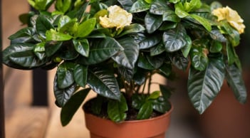 3 loại cây hút hết cặn bẩn, toả hương thơm ngát phòng