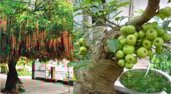 4 cây trồng trước cổng gọi Thần Tài vào, 2 cây làm Tiền rơi rớt