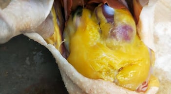 Bụng gà có cục mỡ vàng đừng vứt bỏ, người sành lấy làm món ngon