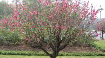 Mẹo giúp đào ủ lộc - bung hoa đúng Tết Nguyên đán