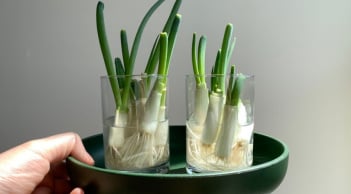 Mẹo trồng hành củ nảy lá ra mầm tốt um