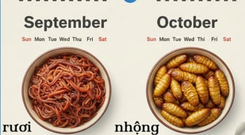 Đố bạn câu tục ngữ dân gian này là gì?