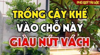 3 vị trí trồng cây khế Thế Thân Thần Tài, gia chủ hưởng Lộc không ngừng