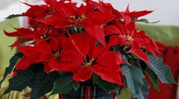 4 loại cây đẹp hơn đào - quất, 3 ngày Tết để trong nhà ra Giêng sẽ có lộc