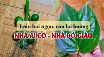 Người xưa nhắc rồi: ‘Trầu hai ngọn, cau lại buồng’ dâng cúng cầu gì cũng linh