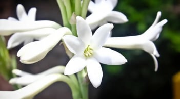 Mùng 1 thắp hương đừng chỉ chọn mỗi hoa Cúc, chọn hoa này vừa thơm vừa lộc