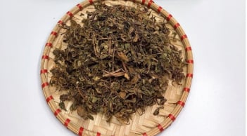 Phơi khô lá đinh năng rồi đun nước uống, 3 ngày sau thấy ngay điều kì diệu