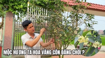 Loại cây hợp cả 5 mệnh, trồng nhà nào nhà đấy lộc về đều tay