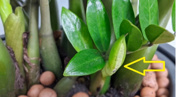 Thêm thứ này vào gốc cây Kim Tiền chồi non mọc ra tua tủa, xanh mướt