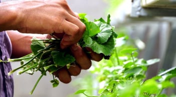 3 loại lá mát gan, loại bỏ độc tố tích tụ lâu ngày