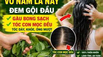Vò nắm lá này đem gội đầu, gàu bong sạch, tóc con mọc đều