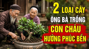 2 loại cây ông bà trồng con cháu hưởng phúc bền