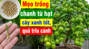 Mẹo trồng chanh từ hạt, cây xanh tốt, quả trĩu cành