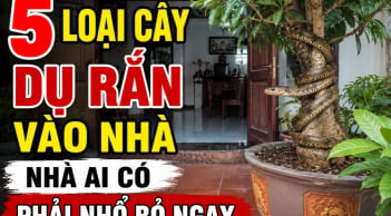 5 loại cây dụ rắn vào nhà, nhà ai có phải nhổ bỏ ngay