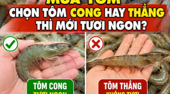 Mua tôm chọn tôm cong hay thẳng thì mới tươi ngon?