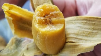 Vì sao chuối luộc vẫn còn dinh dưỡng bên trong?