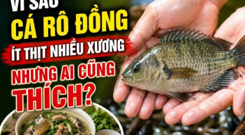 Vì sao cá rô đồng ít thịt nhiều xương nhưng ai cũng thích?