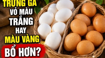 Trứng gà vỏ màu trắng hay màu vàng bổ hơn?