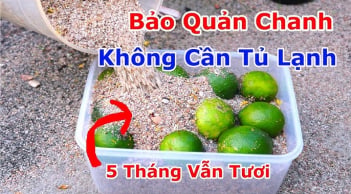 Cách bảo quản chanh để vài tháng vẫn mọng nước