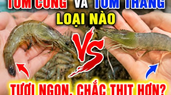 Tôm cong và tôm thẳng loại nào tươi ngon, chắc thịt hơn?