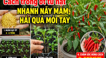 Cách trồng ớt từ hạt nhanh nảy mầm, hái quả mỏi tay