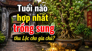 Tuổi nào hợp nhất trồng sung thu Lộc cho gia chủ?