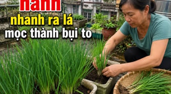 Mẹo trồng hành nhanh ra lá, mọc thành bụi to