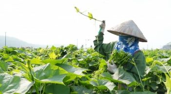 Mẹo trồng su su nhanh trổ ngọn to mập mạp, xanh mướt