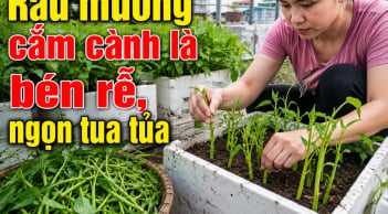 Mẹo trồng rau muống cứ cắm cành xuống đất là bén rễ ngay