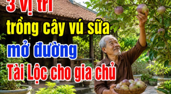 3 vị trí trồng cây vú sữa mở đường Tài Lộc cho gia chủ
