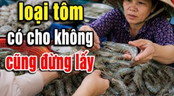 Dân biển tiết lộ: 5 loại tôm có cho không cũng đừng lấy