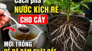 Cách pha nước kích rễ cho cây, mới trồng rễ đã bám chặt đất
