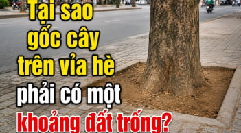 Tại sao gốc cây trên vỉa hè phải có một khoảng đất trống?