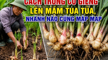 Cách trồng củ giềng lên mầm tua tủa, nhánh nào cũng mập mạp