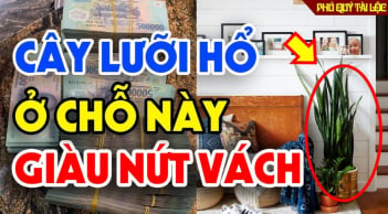 5 vị trí trồng cây lưỡi hổ sinh lộc đầy nhà