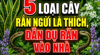 5 loại cây rắn ngửi là thích, dẫn dụ rắn vào nhà
