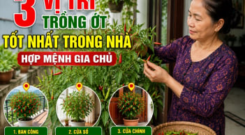 3 vị trí trồng ớt tốt nhất trong nhà, hợp mệnh gia chủ