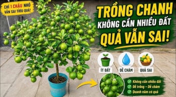 Mẹo trồng chanh sai trĩu quả, mọng nước