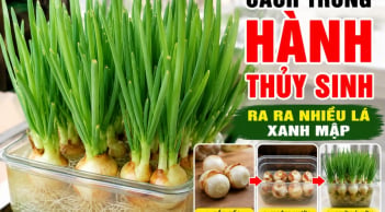 Cách trồng hành thuỷ sinh ra ra nhiều lá xanh mập