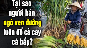 Tại sao người bán ngô ven đường luôn để cả cây cả bắp?