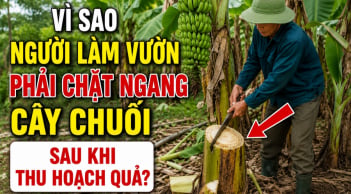 Vì sao người làm vườn phải chặt ngang cây chuối sau khi thu hoạch quả?