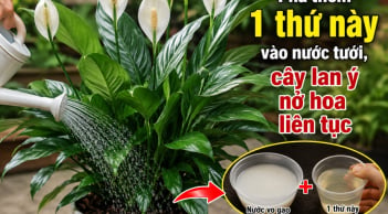 Pha thêm 1 thứ này vào nước tưới, cây lan ý nở hoa liên tục