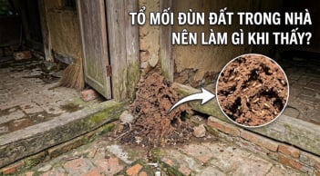Nên làm gì khi thấy tổ mối đùn đất trong nhà?