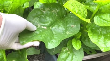 Cách trồng mồng tơi lớn nhanh như thổi, ngọn mập mạp