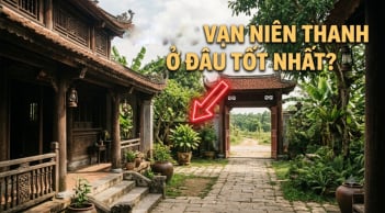 Trồng Vạn niên thanh ở đâu tốt nhất?