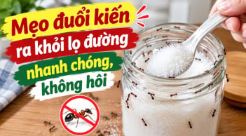 Mẹo đuổi kiến ra khỏi lọ đường nhanh chóng, không hôi