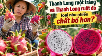 Thanh long ruột trắng và thanh long ruột đỏ loại nào nhiều chất bổ hơn?