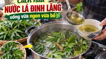 Cách nấu nước lá đinh lăng uống vừa ngon vừa bổ